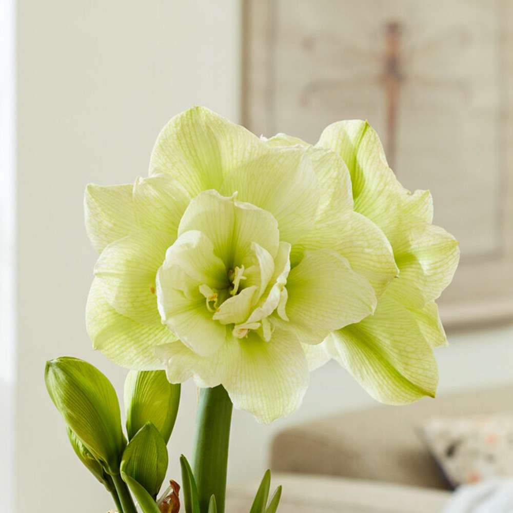 Amaryllis 'Marilyn'